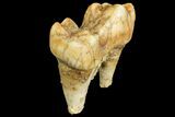 Cave Bear (Ursus) Fossil Tooth - L'Herm, France #154866-4